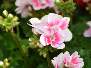 geraniums, flourishing, Pink