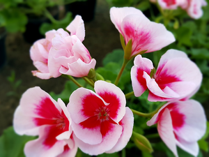geraniums, white, Pink