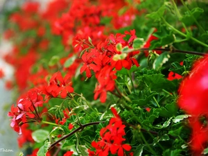Red, geraniums