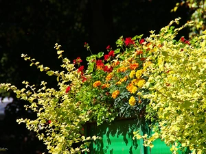 geraniums, Flowers, Tagetes