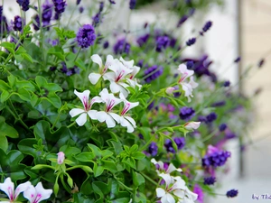 lavender, White, geraniums