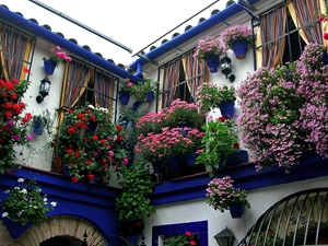 geraniums, Flourished, Windows