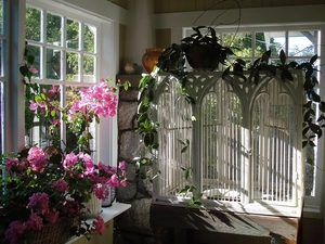 geraniums, veranda, windows