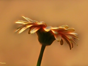 flakes, Colourfull Flowers, Gerber