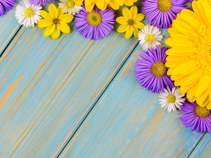 daisies, Gerbera, Astra, Yellow Honda