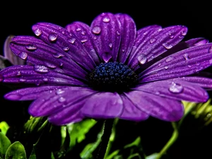 drops, Colourfull Flowers, Gerbera