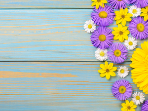 daisies, Astra, boarding, Gerbera