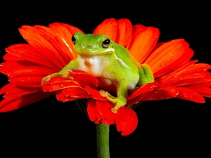 Gerbera, Green, frog