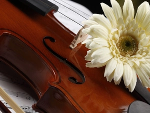 instrument, Tunes, Gerbera, musical