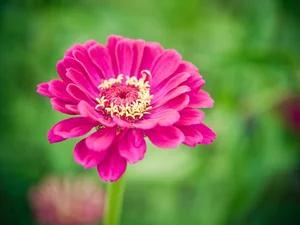 Pink, zinnia