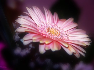 Pink, Gerbera