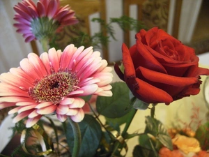 Gerbera, bouquet, rose