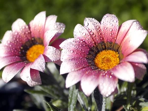 Gerbera