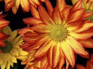 gerberas