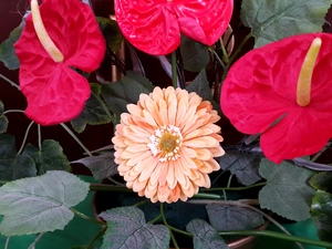 gerberas, Red, Anturium
