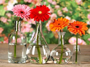 gerberas, glass, Bottles