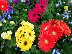 color, gerberas