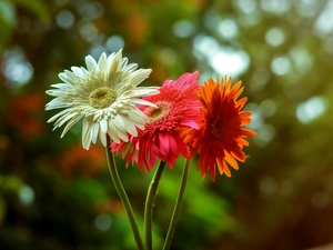 color, gerberas