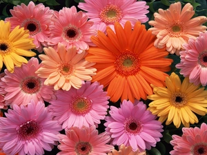 color, gerberas