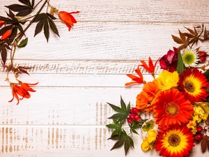 Flowers, composition, boarding, gerberas