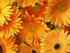 gerberas, Orange, Flowers