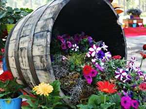 gerberas, petunias, composition, Flower, barrel