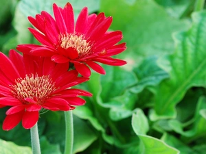 Red, gerberas