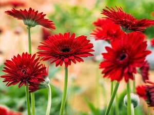 Red, gerberas