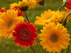 gerberas, Yellow, Red