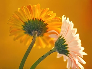 Two, gerberas