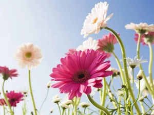 gerberas