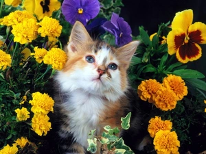 white, kitten, Flowers, ginger