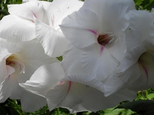 White, Gladiola