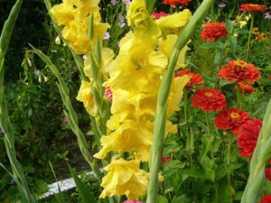 gladioli