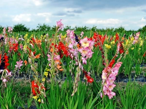 gladioli, Meadow, Flowers