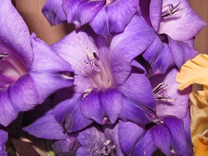 gladioli, purple, Yellow