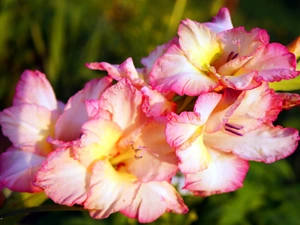 gladiolus