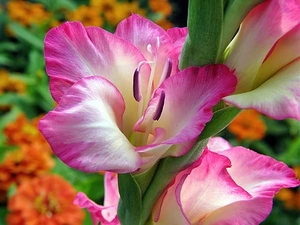 gladiolus