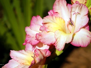 gladiolus