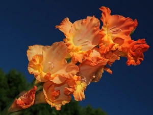 gladiolus, Close