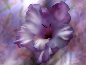 graphics, Colourfull Flowers, gladiolus