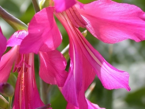 gladiolus imbricatus