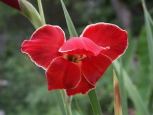 Red, gladiolus