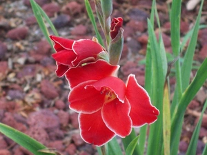 Red, gladiolus