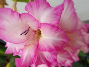 gladiolus, pink, White
