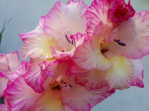 gladiolus, pink, White