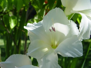 White, gladiolus