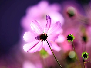glamour, Flowers, Cosmos