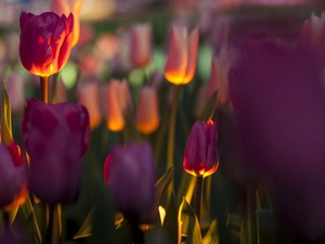 purple, blur, glamour, Tulips