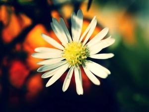 White, daisy, glamour, Flower